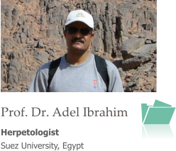 Prof. Dr. Adel Ibrahim Herpetologist  Suez University, Egypt